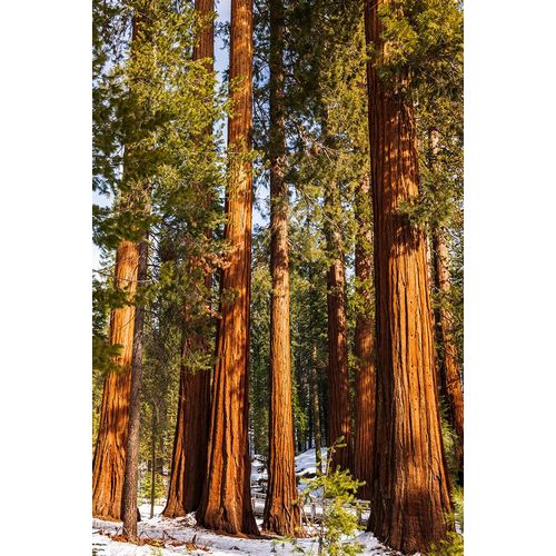 Bishop, Russ 아티스트의 Giant Sequoia in the Mariposa Grove-Yosemite National Park-California-USA작품입니다.